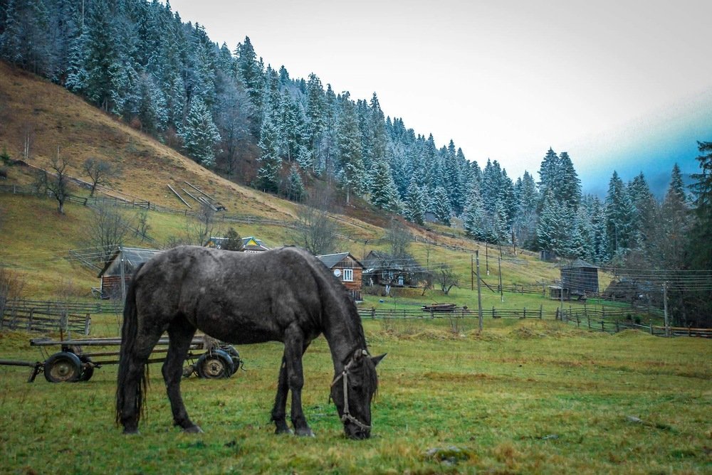 Перший сніг в Карпатах
