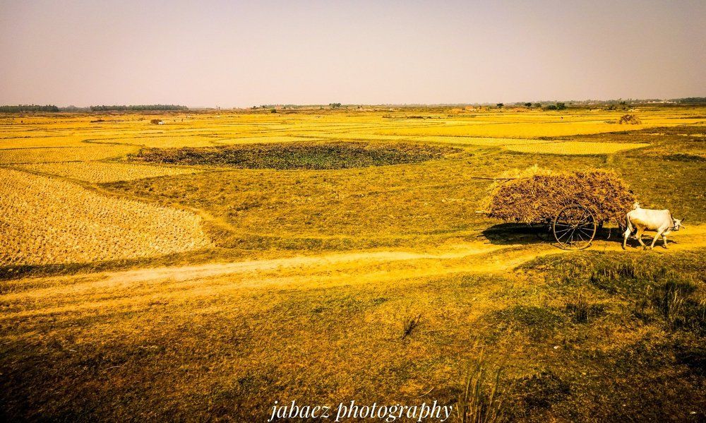 bullock cart incredible india