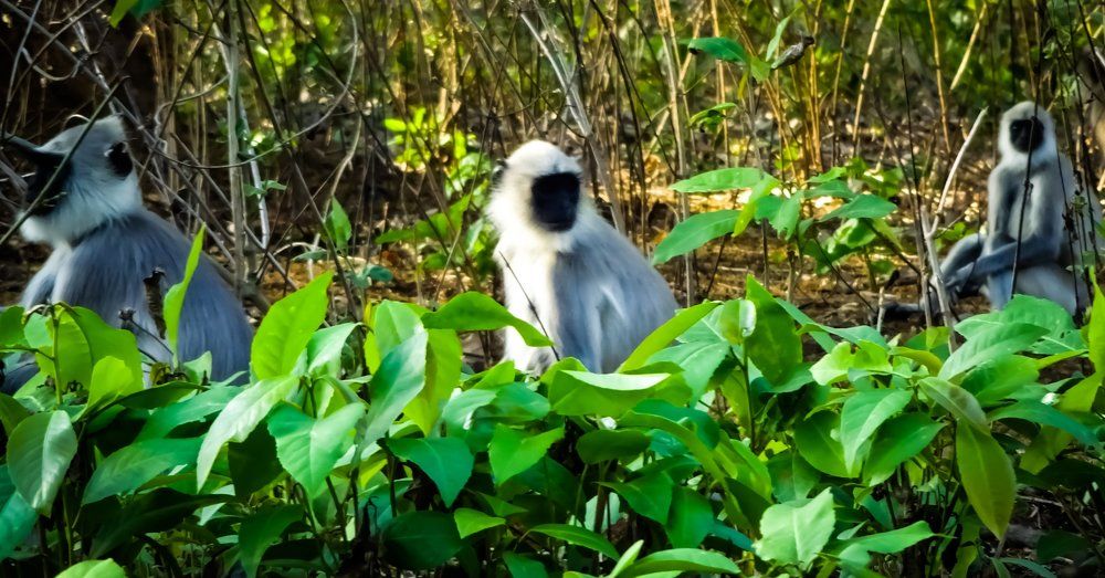 White langurs