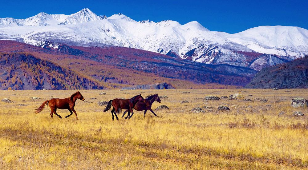 По степи Самаха