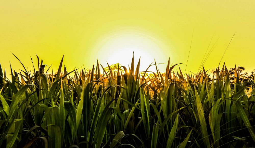 The sunset beneath the grass