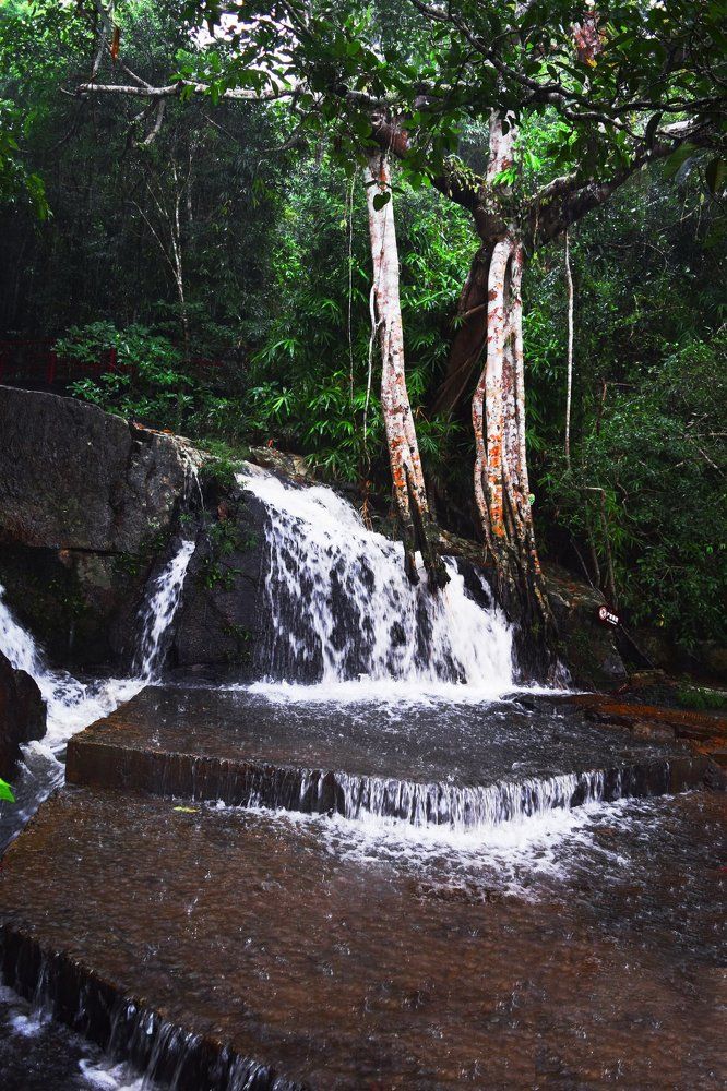 В тропическом парке