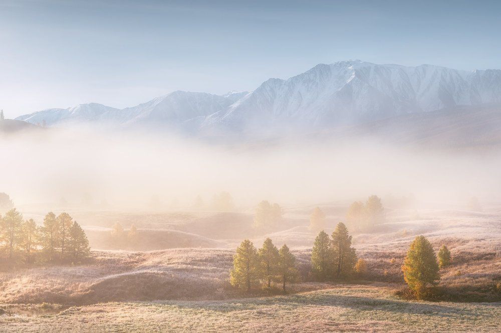 Лиственницы в степи
