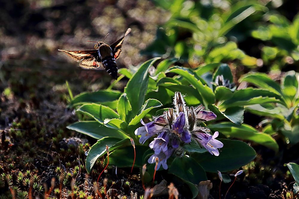 Полет бражника.