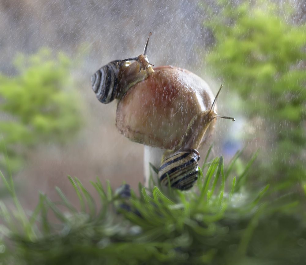 Утро в лесу