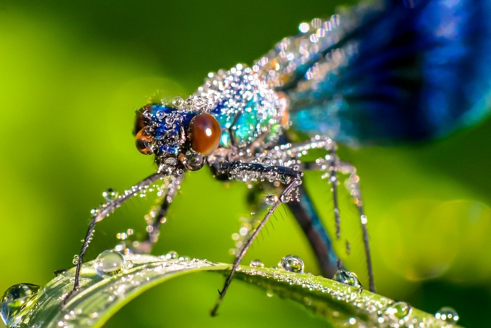 Утреннее украшение