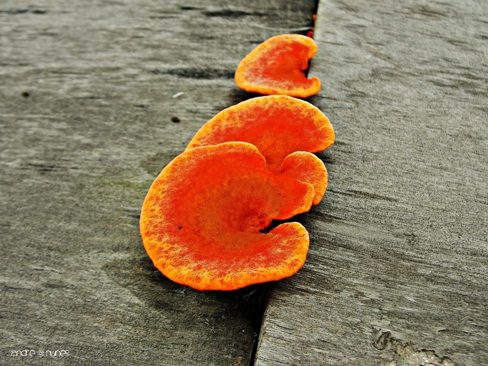 Pycnoporus sanguineus