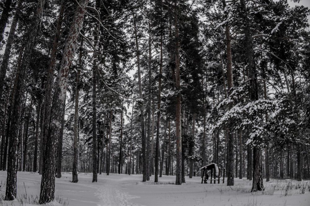 Прогулка по зимней тропинке