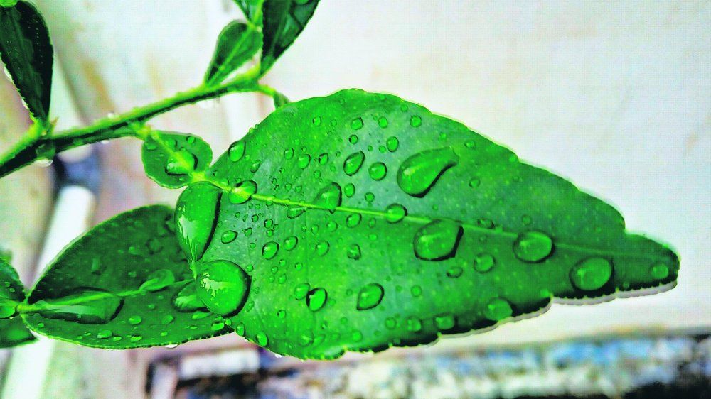 Leaves
