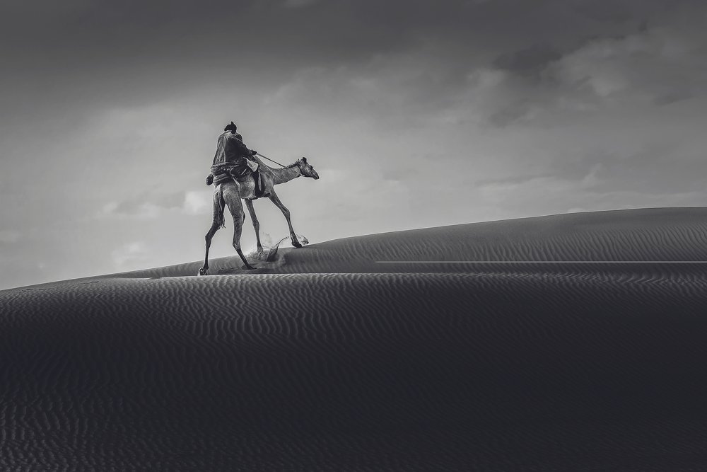 Camel in Desert