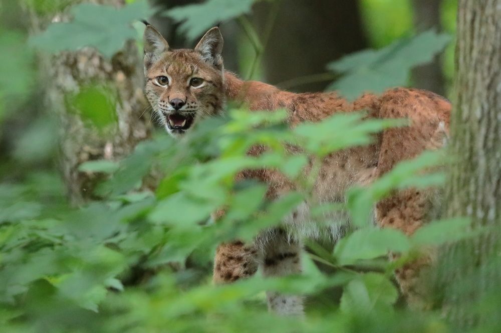 An unexpected encounter with the lynx