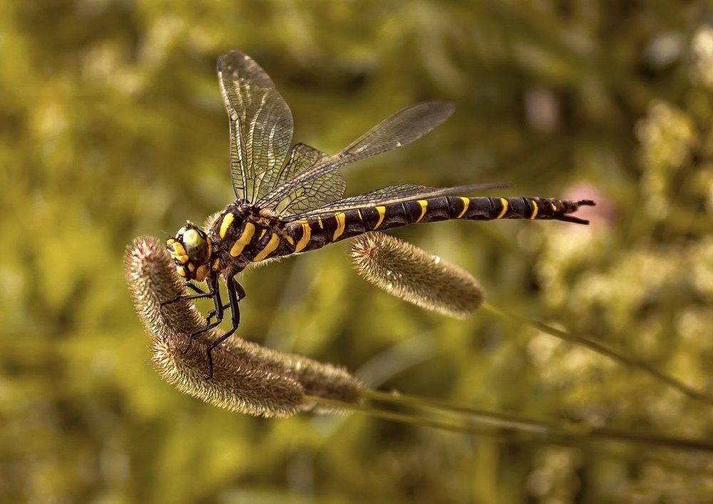 Главное - крепко держаться за колосок