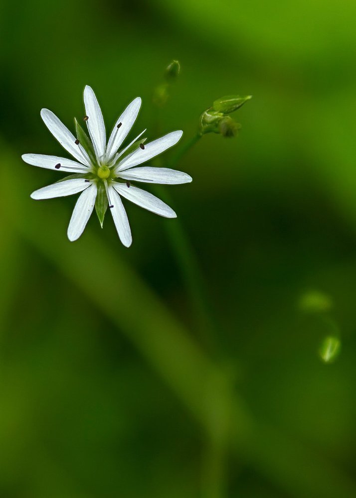 Белая звезда на зеленом фоне.