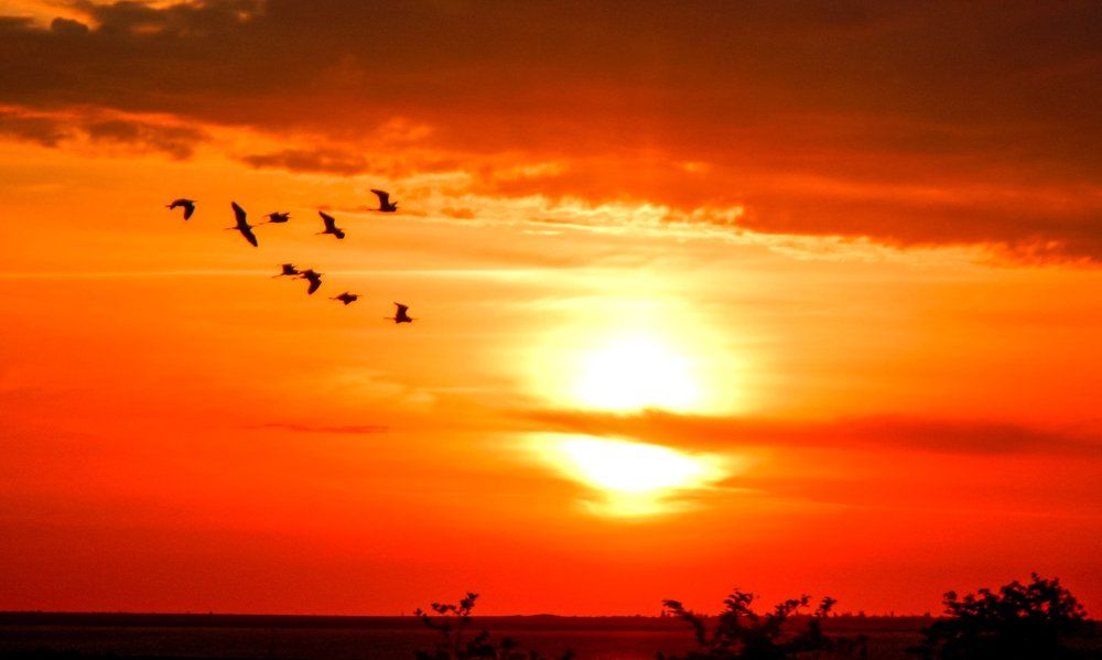 Дорога домой