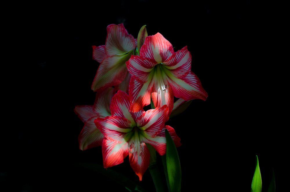 КРАСИВЕЙШАЯ ЖЕНЩИНА.