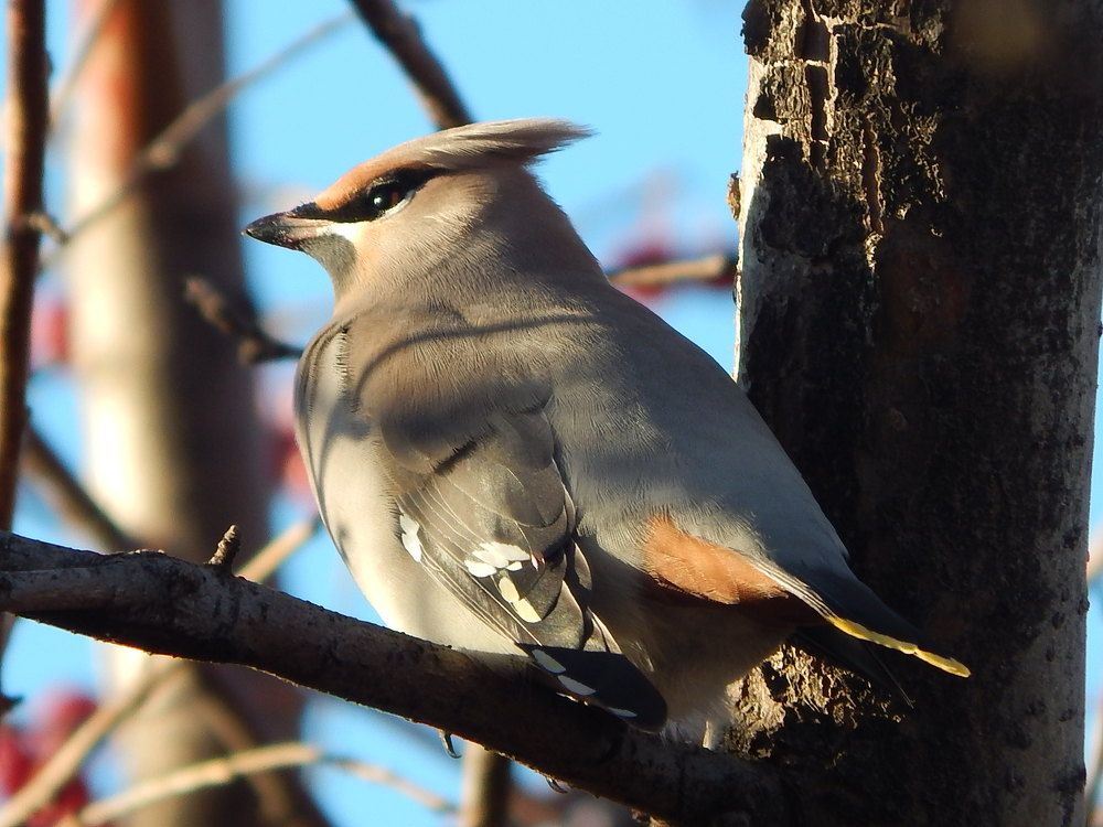 Свиристель