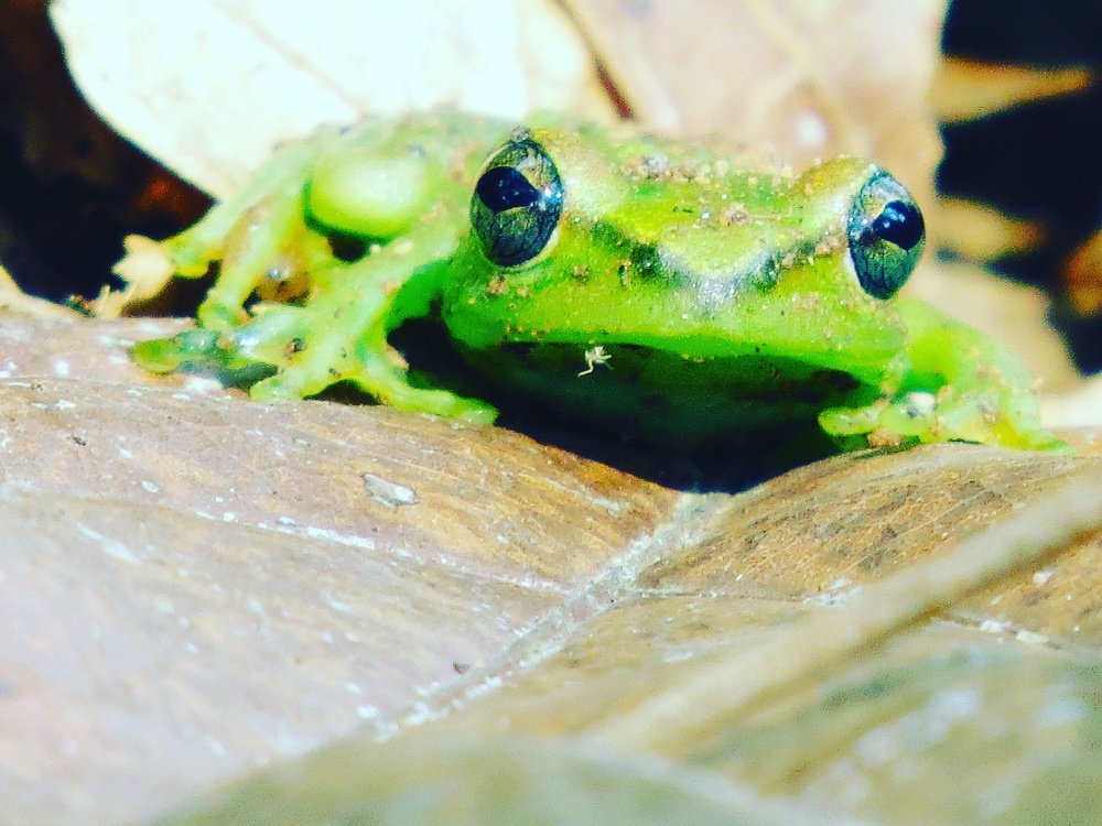 Lovely green frog