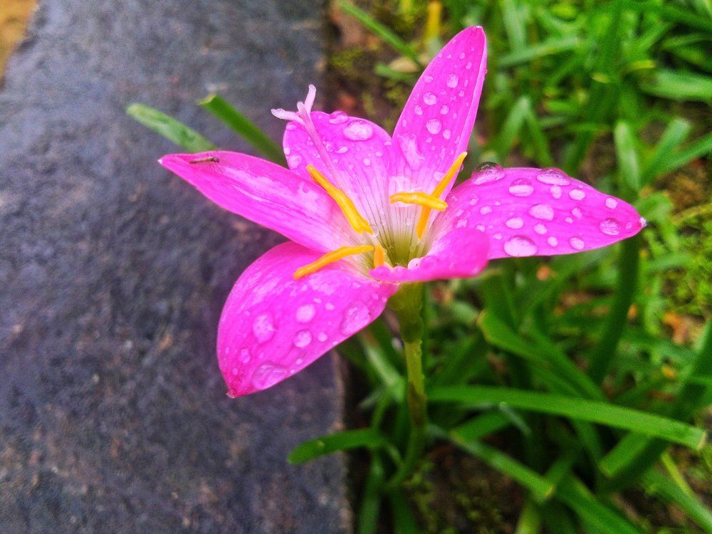Flower's rejoicing
