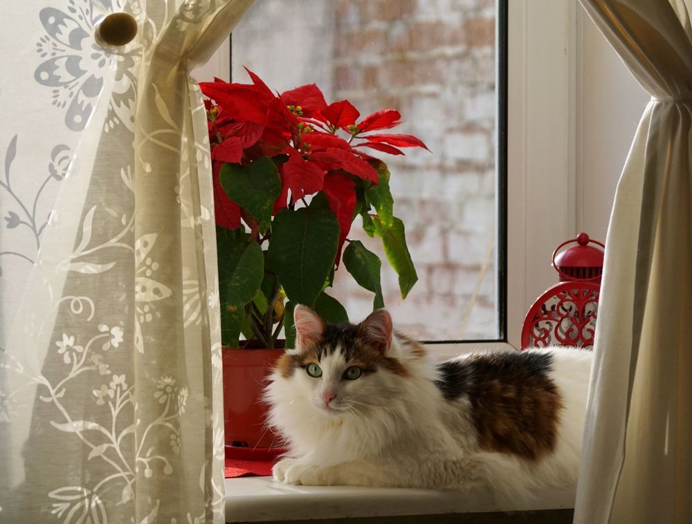 Моё окно - времена года.