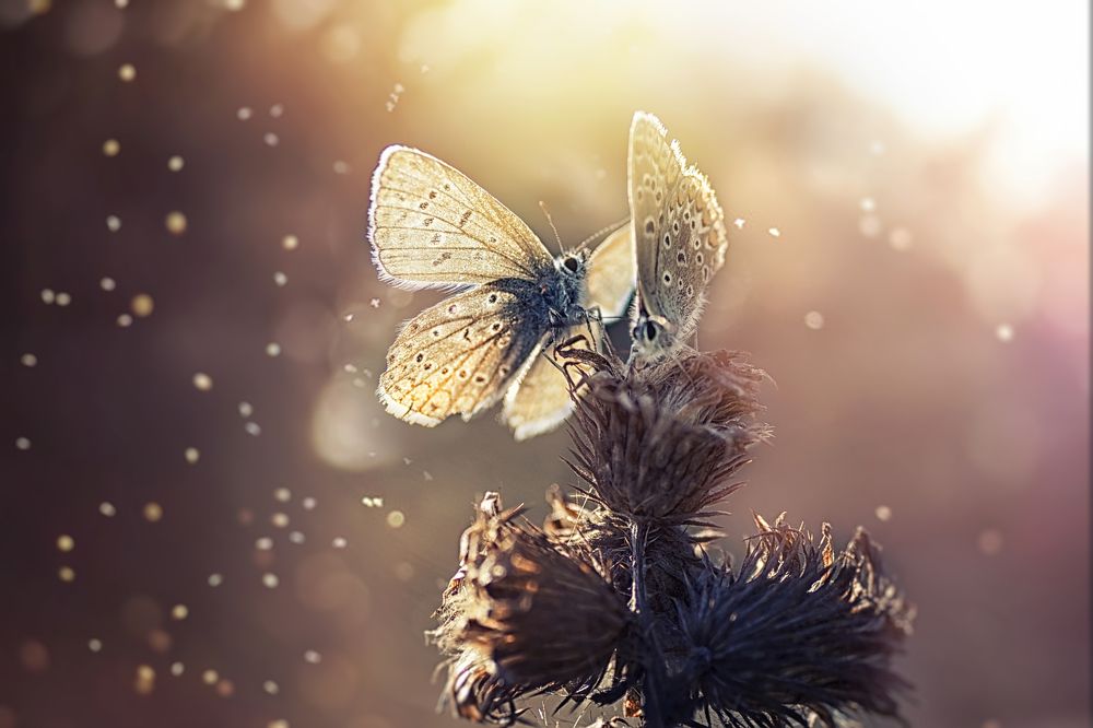 Вечерняя рапсодия