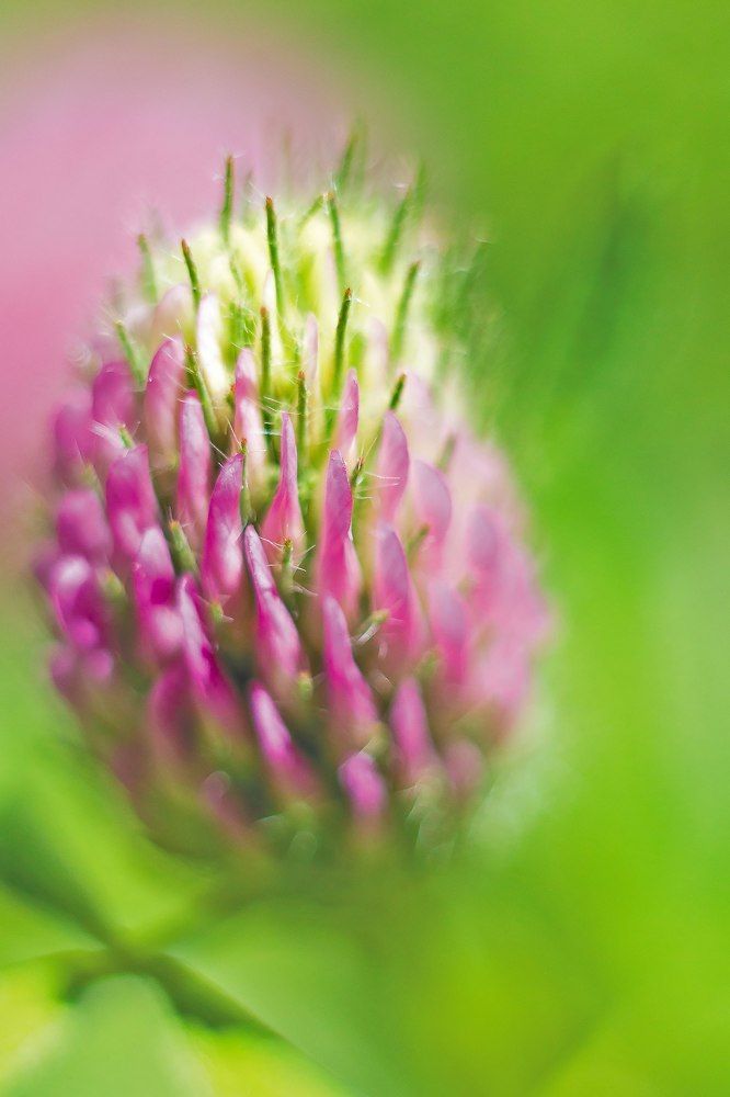 Colourful clover
