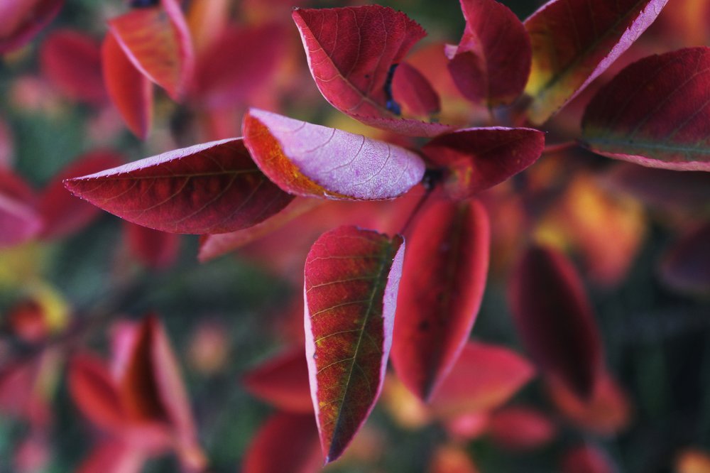 Photograph by Ирина Свистунова