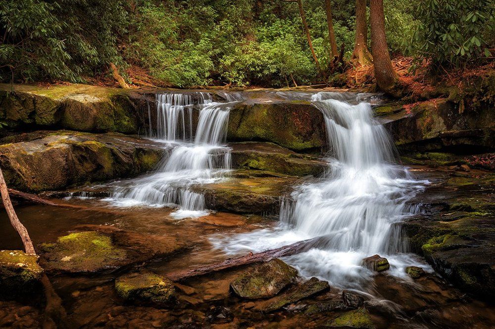Лесная жемчужина