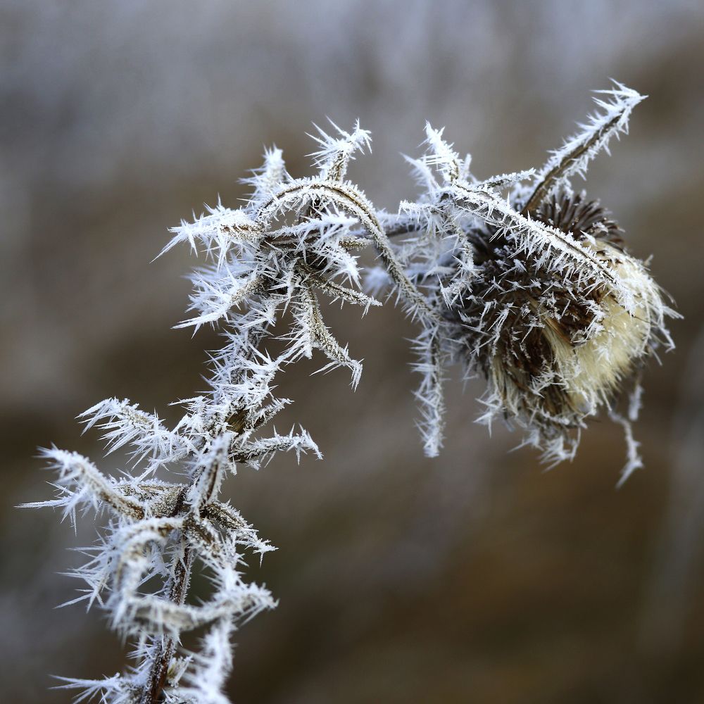 Чудеса природы.