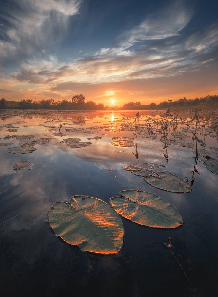 Кувшинки и Закат