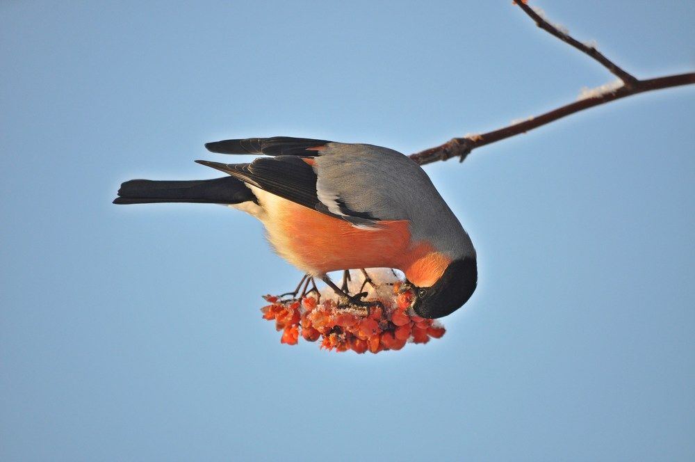 Обед снегиря