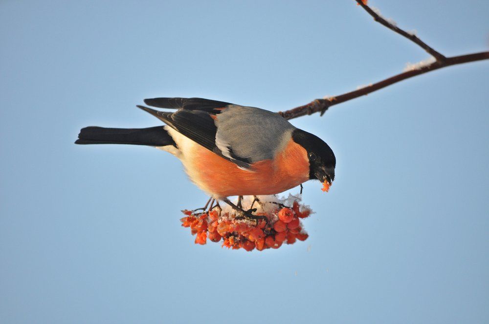 Обед снегиря