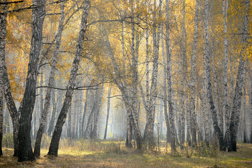 А.С. Пушкин. «Осенняя пора! Очей очарование!»
