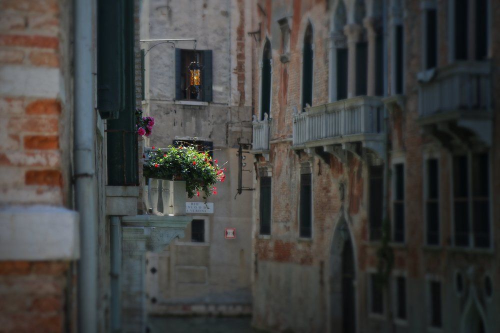 Цветы для любимой.