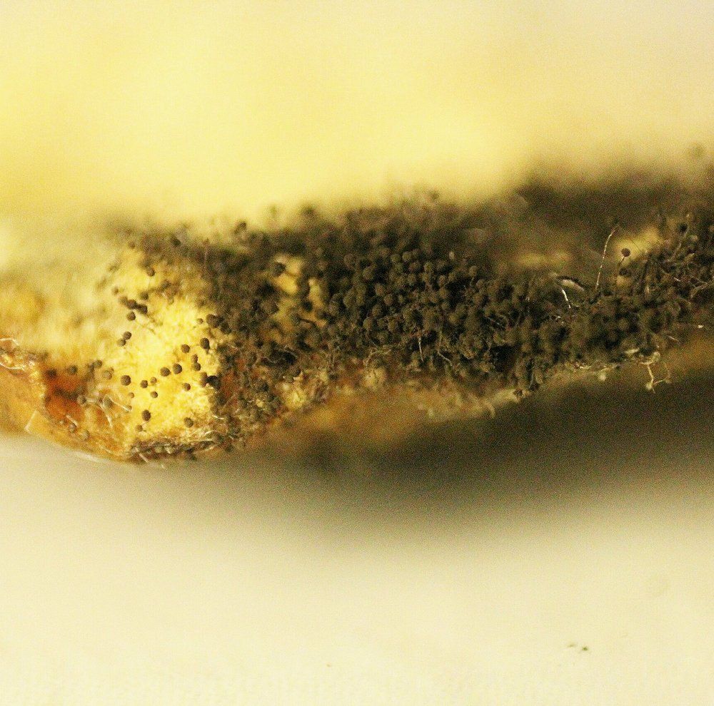 Photograph by Юлия Шибаева