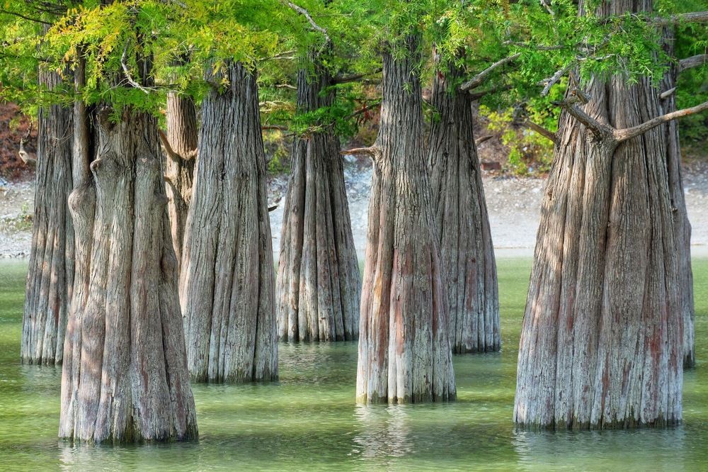 Кипарисовое озеро