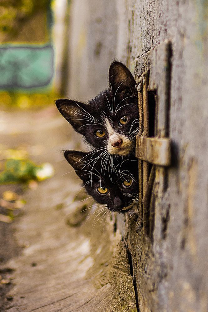 Я и брат мой