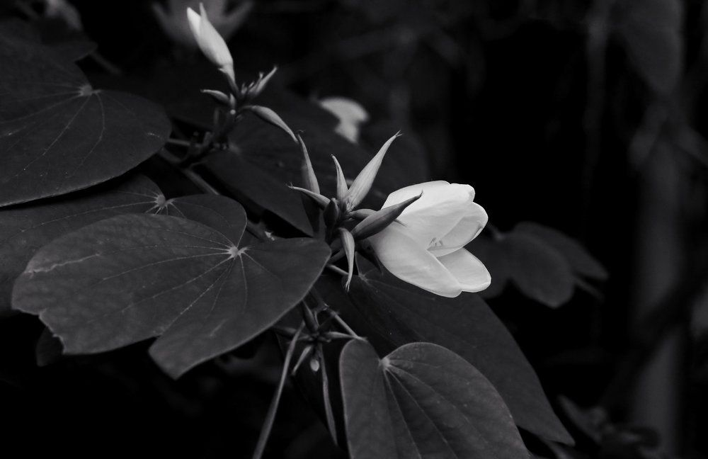 Beautiful creations of God