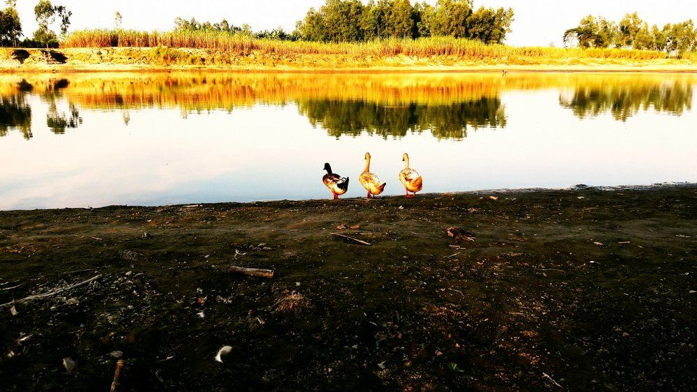 Three Ducks and A Dead Hen