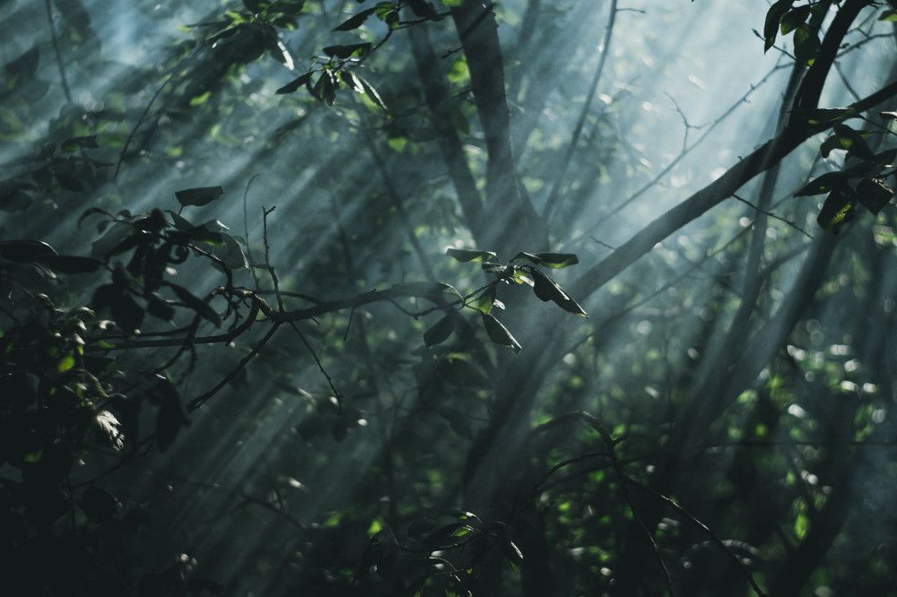 солнечный свет сквозь дым