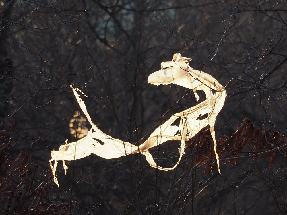 Дракон на ветках