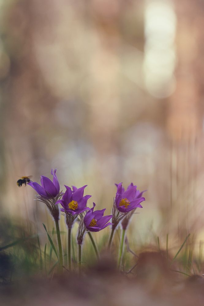 полет шмеля за сон травой