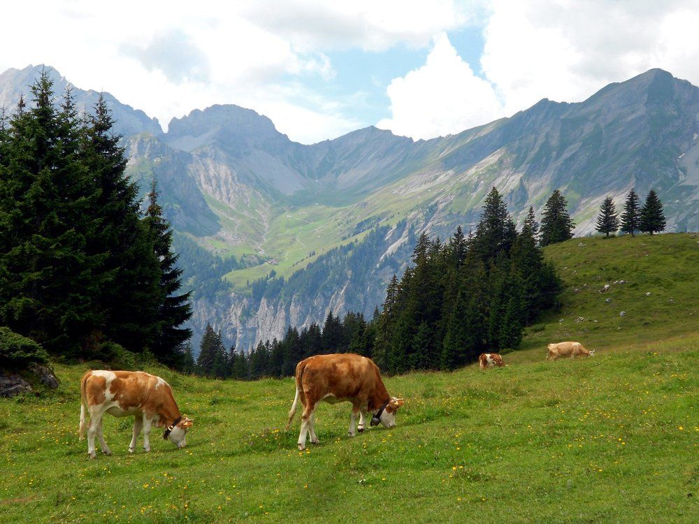 Majestuosidad en los Alpes suizos