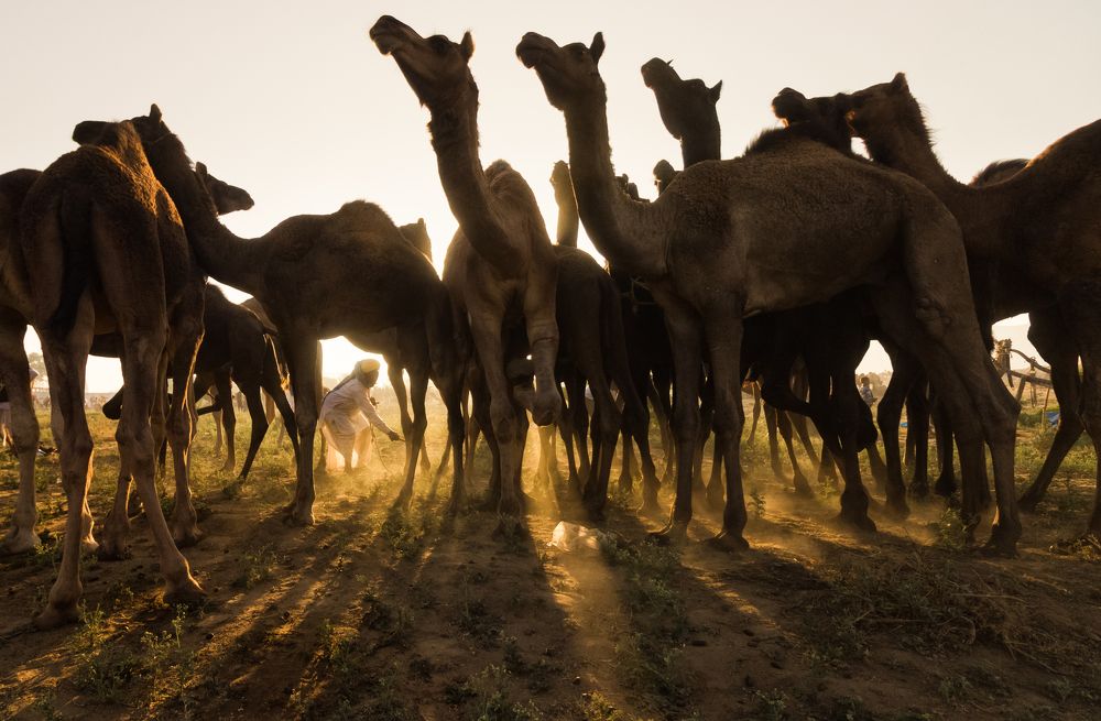Pushkar Camel Fair