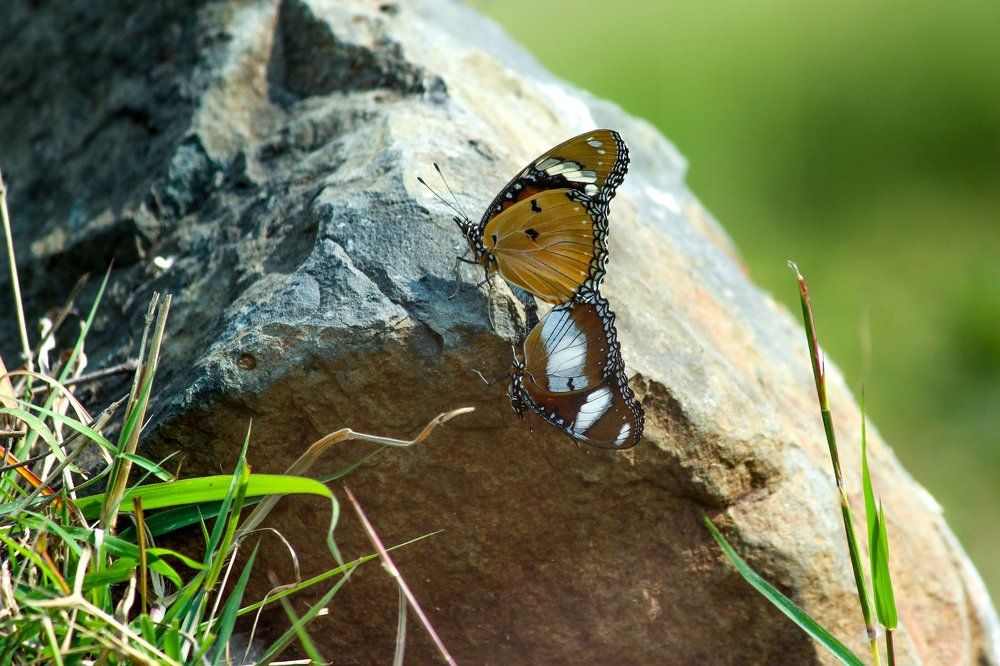 Mating Movement Of Butterfly