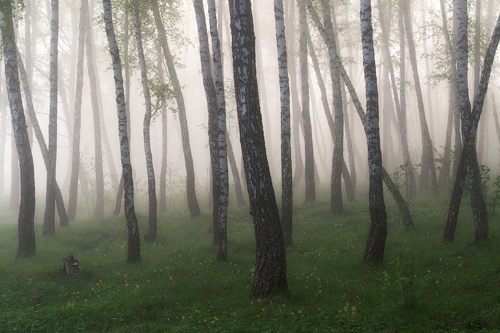 Где-то в березовых лесах