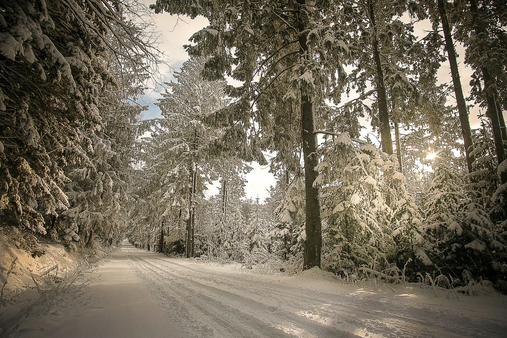 Утро на лесной дороге.