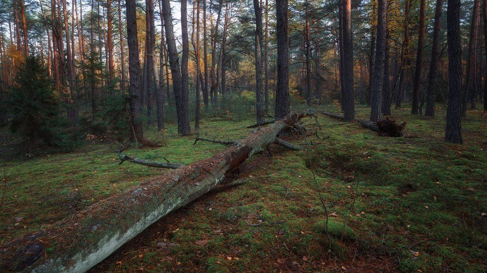 В хвойном лесу