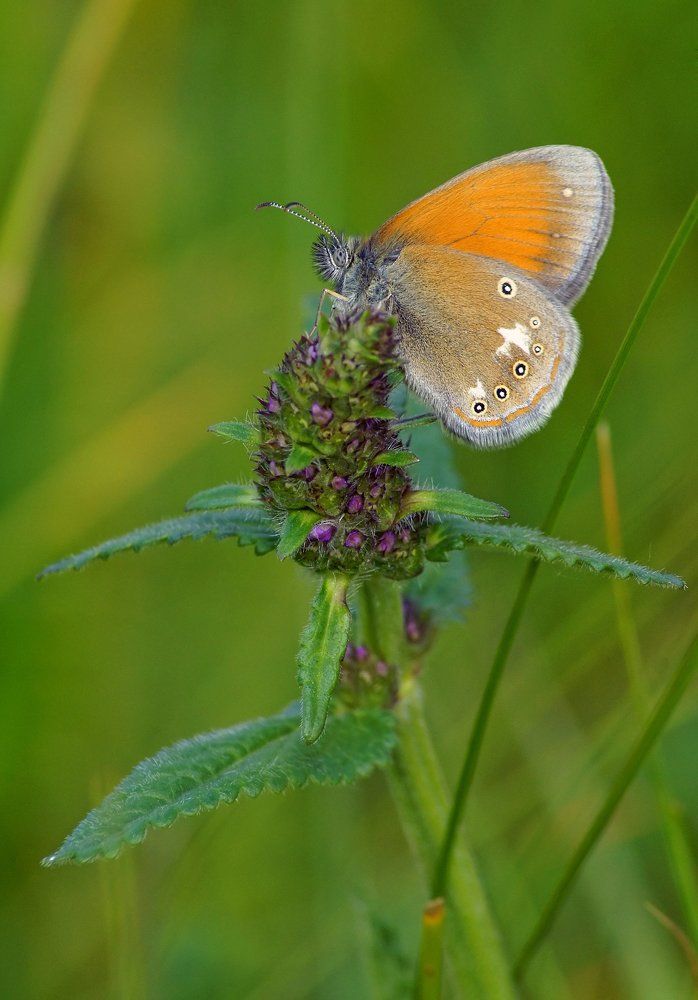 Сенница Гликерион