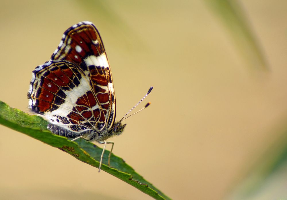 пестрокрыльница изменчивая