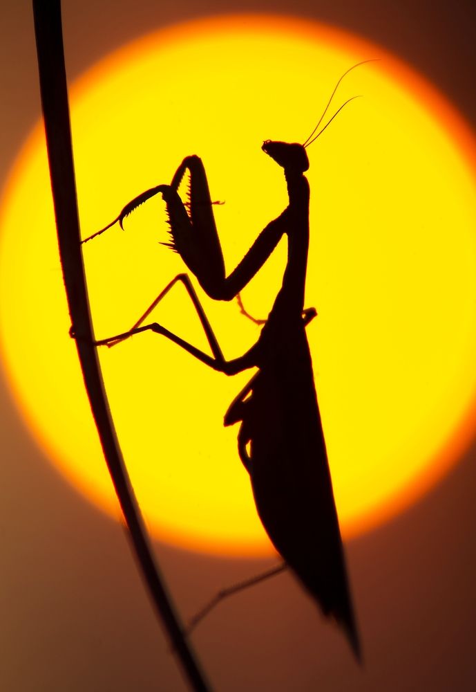 Обыкновенный богомол: вечерняя молитва